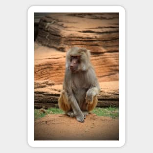 Hamadryas Baboon Sticker